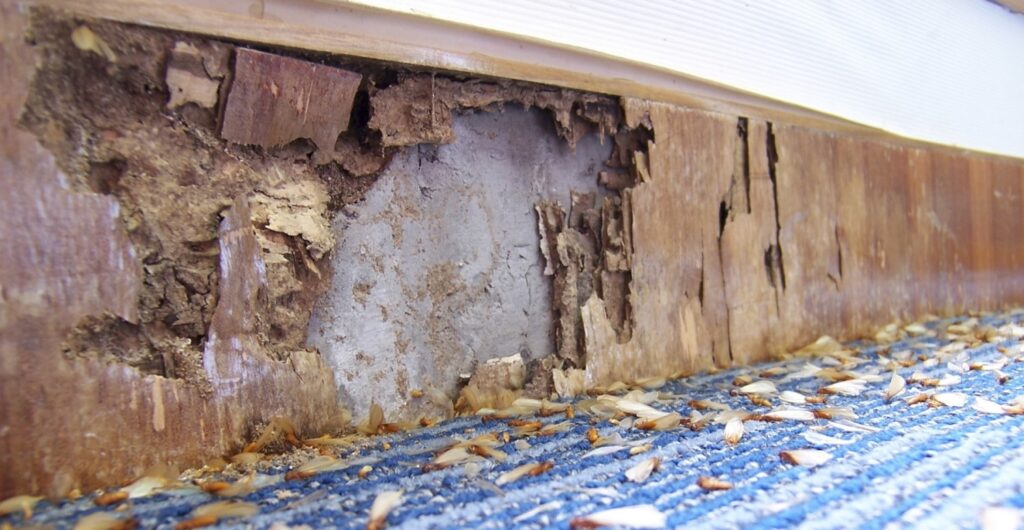 damage-caused-by-termites-header