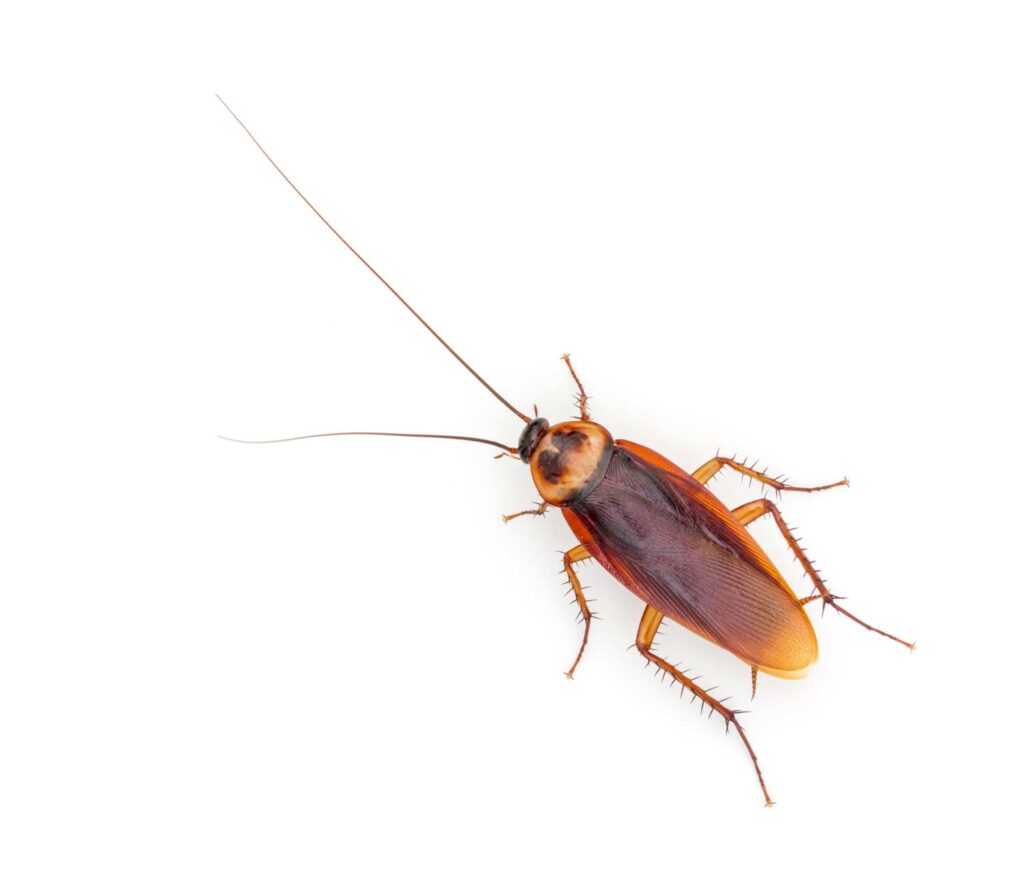 american-cockroach