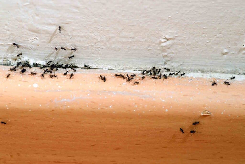 ants-on-wall