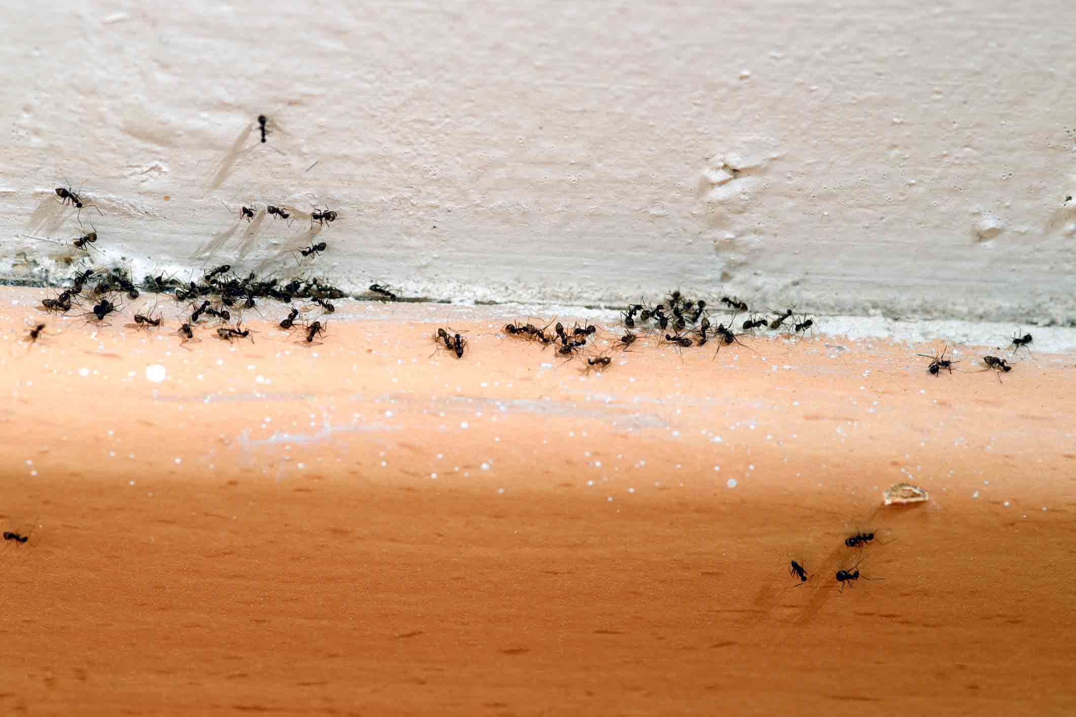 ants along side of wall