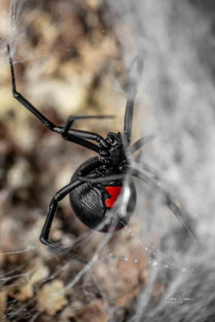 black-widow-closeup