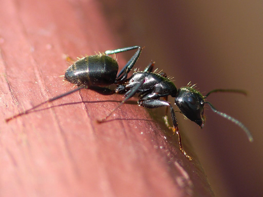 carpenter-ant