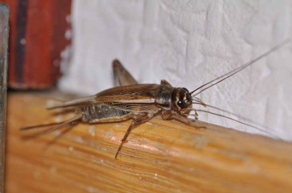 cricket-inside-house