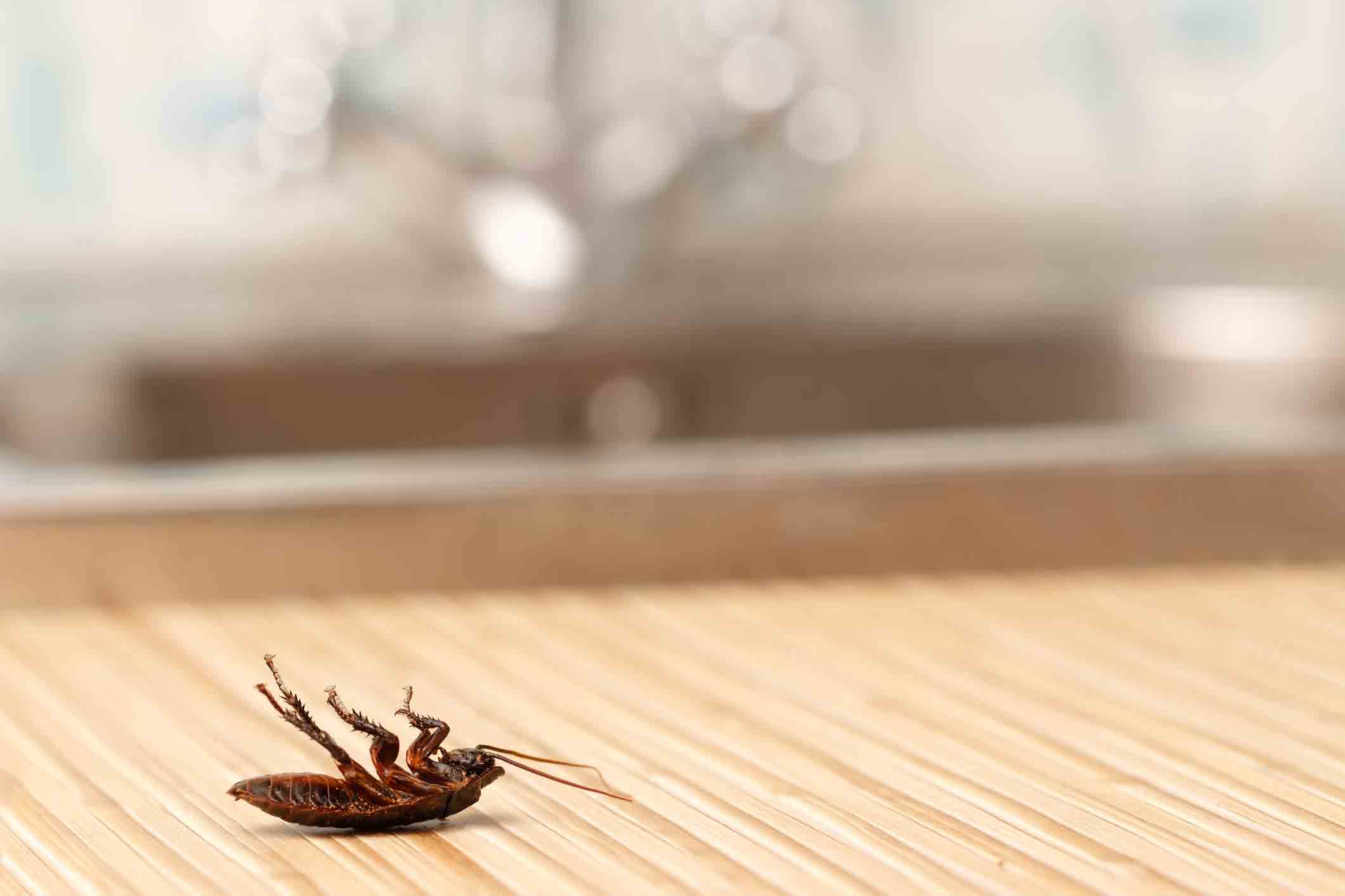 dead roach on counter top