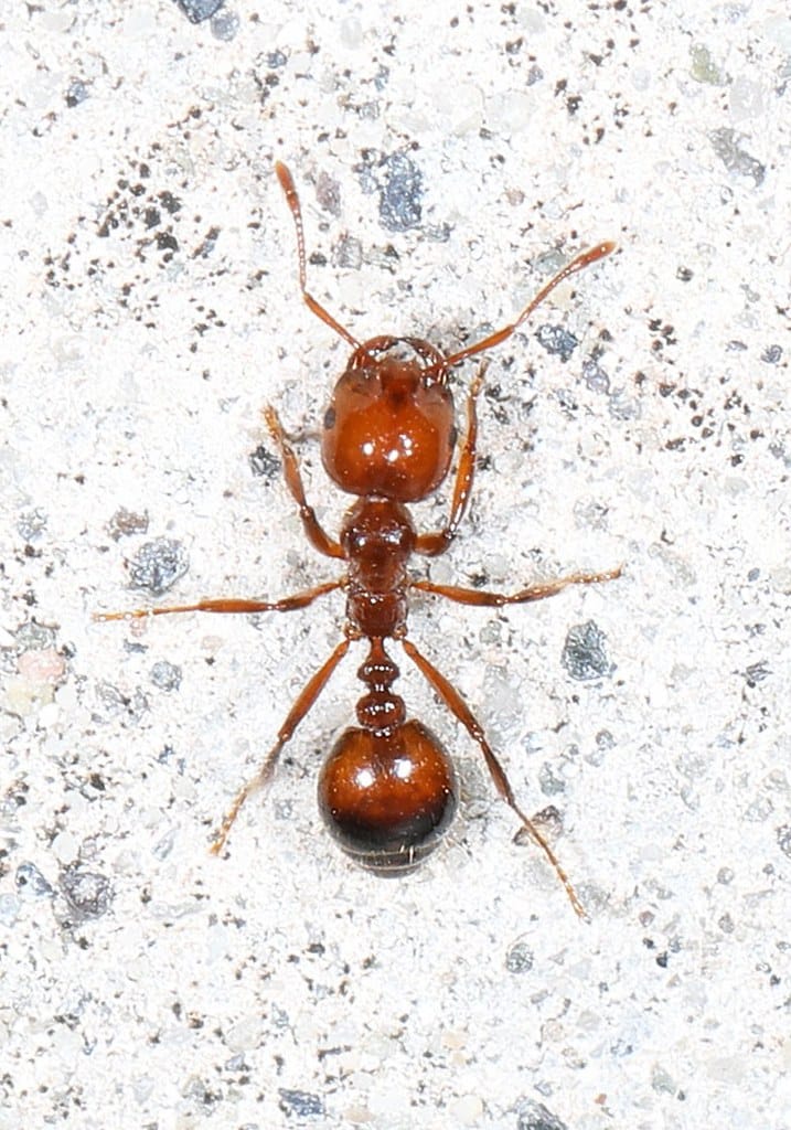 fire-ant