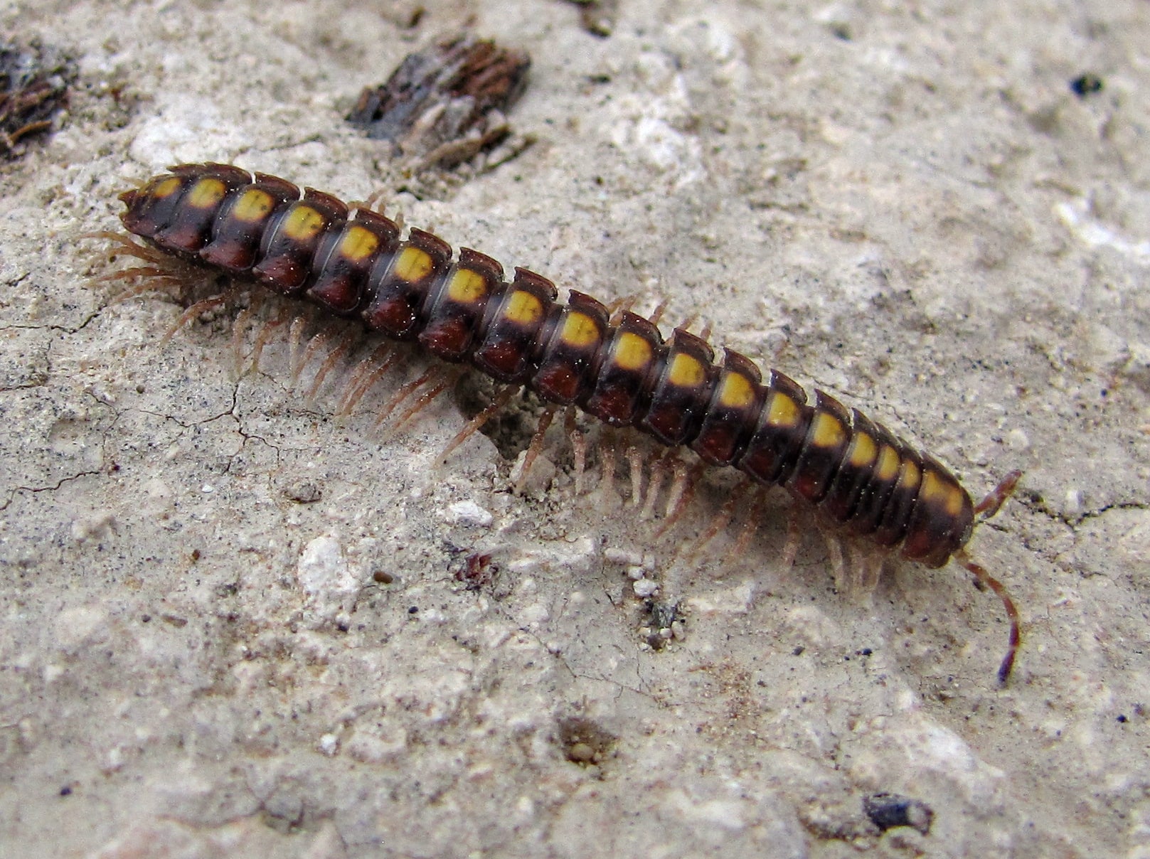 flat backed millipede