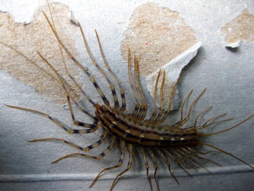 house-centipede