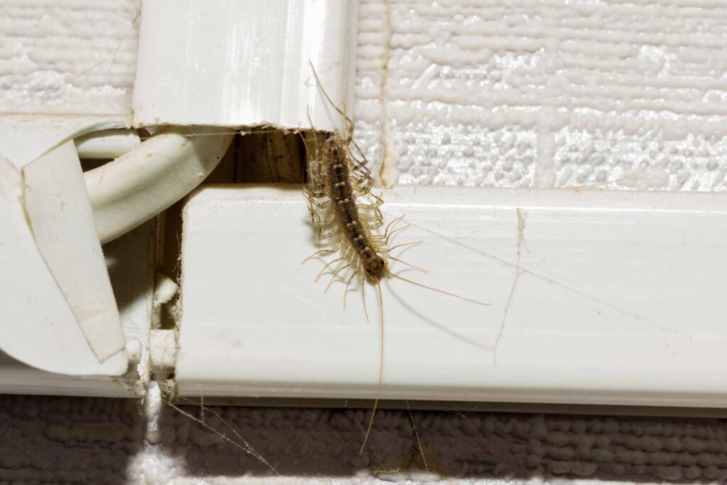 house-centipede-in-power-cover