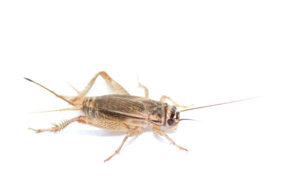 house-cricket