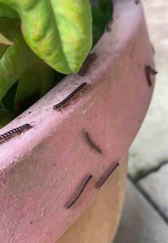 millipedes-on-plant