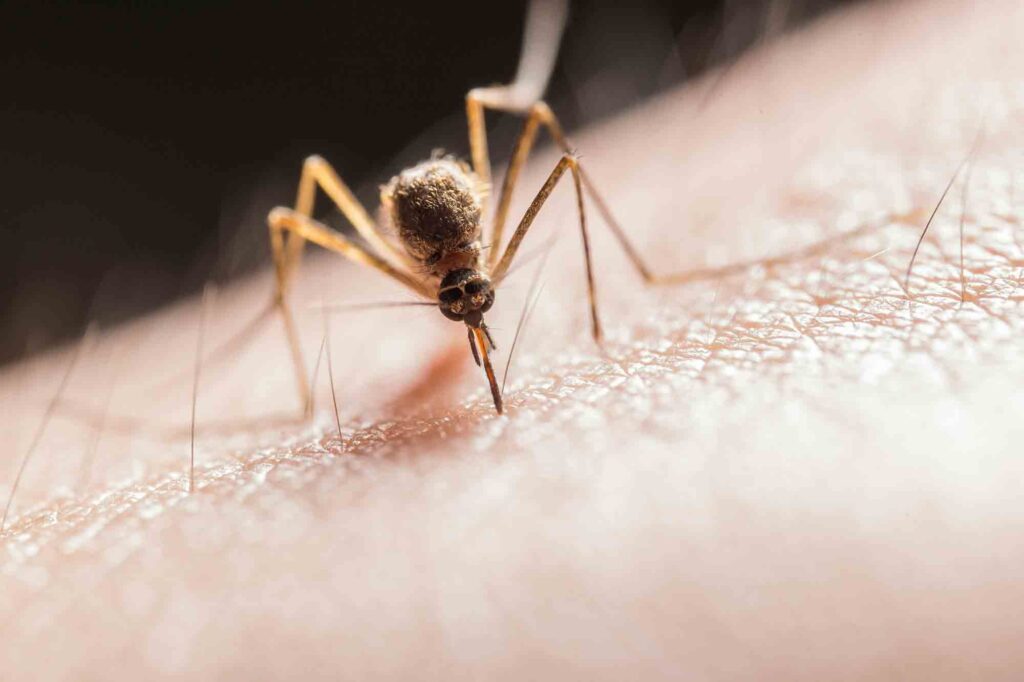 mosquito-on-skin