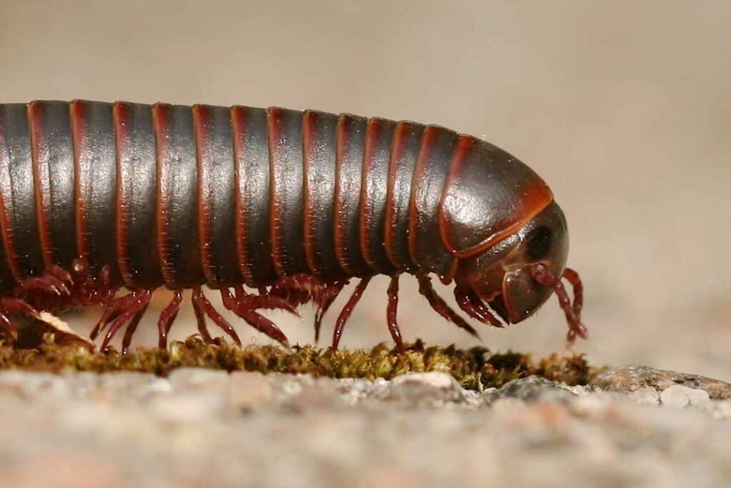 north-american-millipede