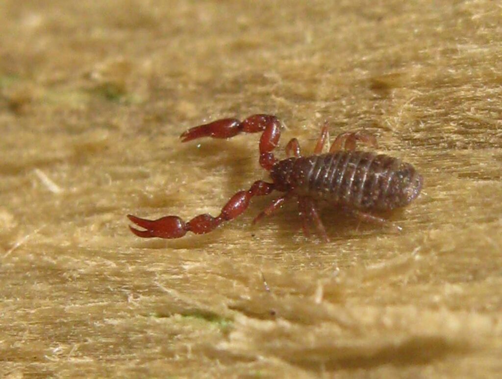 pseudoscorpion