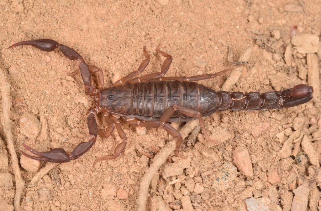 southern-devil-scorpion
