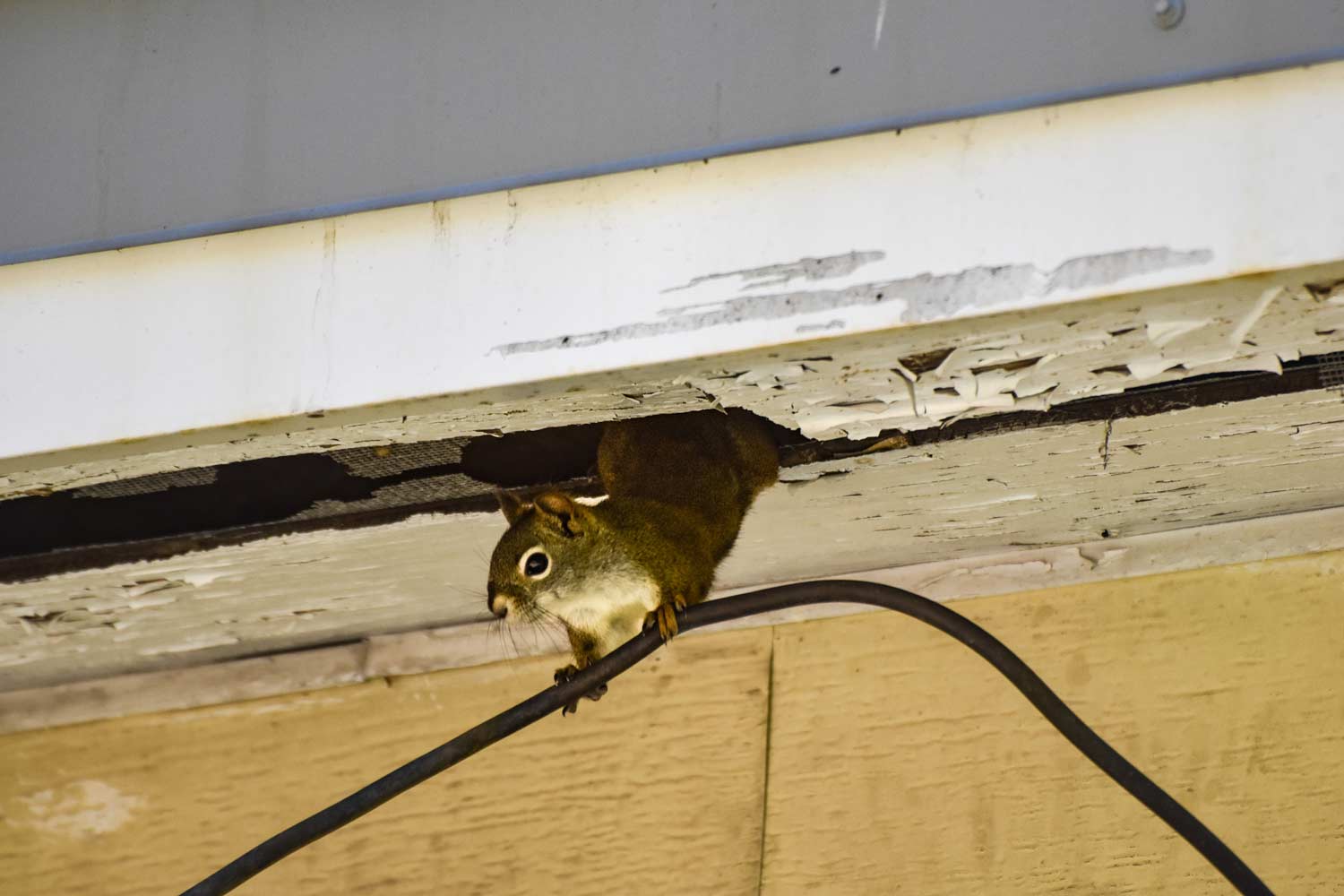 squirrel crawling out of attic
