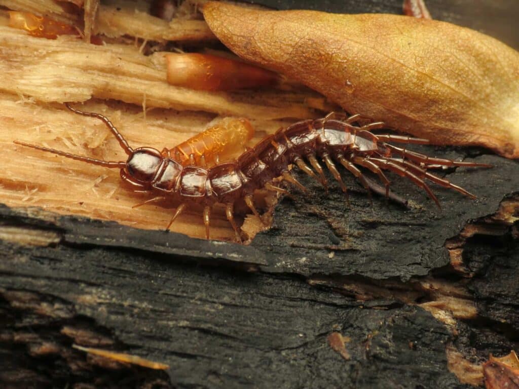 stone-centipede