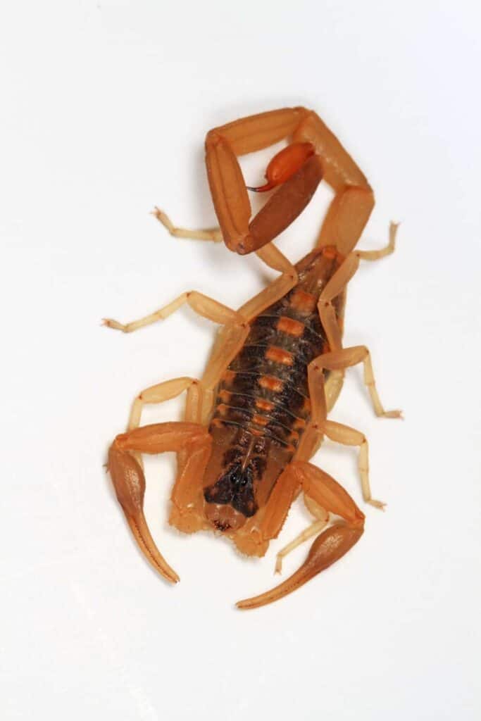 striped-bark-scorpion