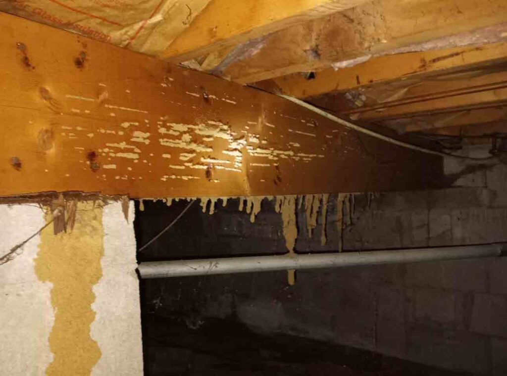 termite-columns-in-floor-joist