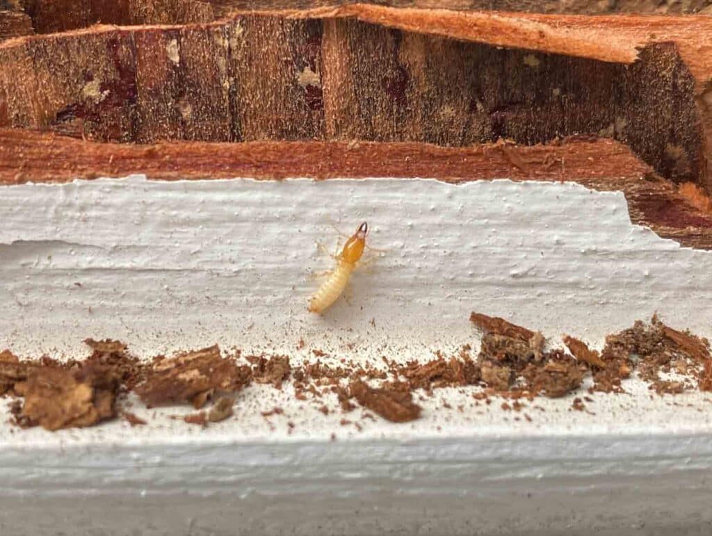 termite-crawling-up-wall