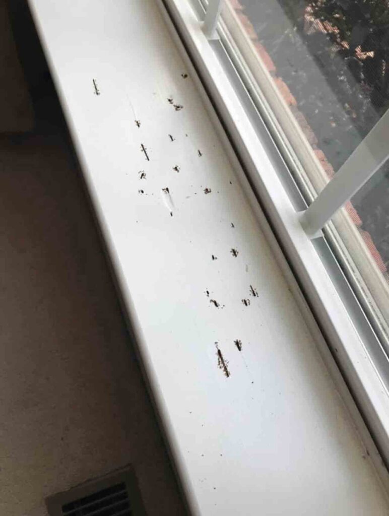 termite-damage-on-windowsill