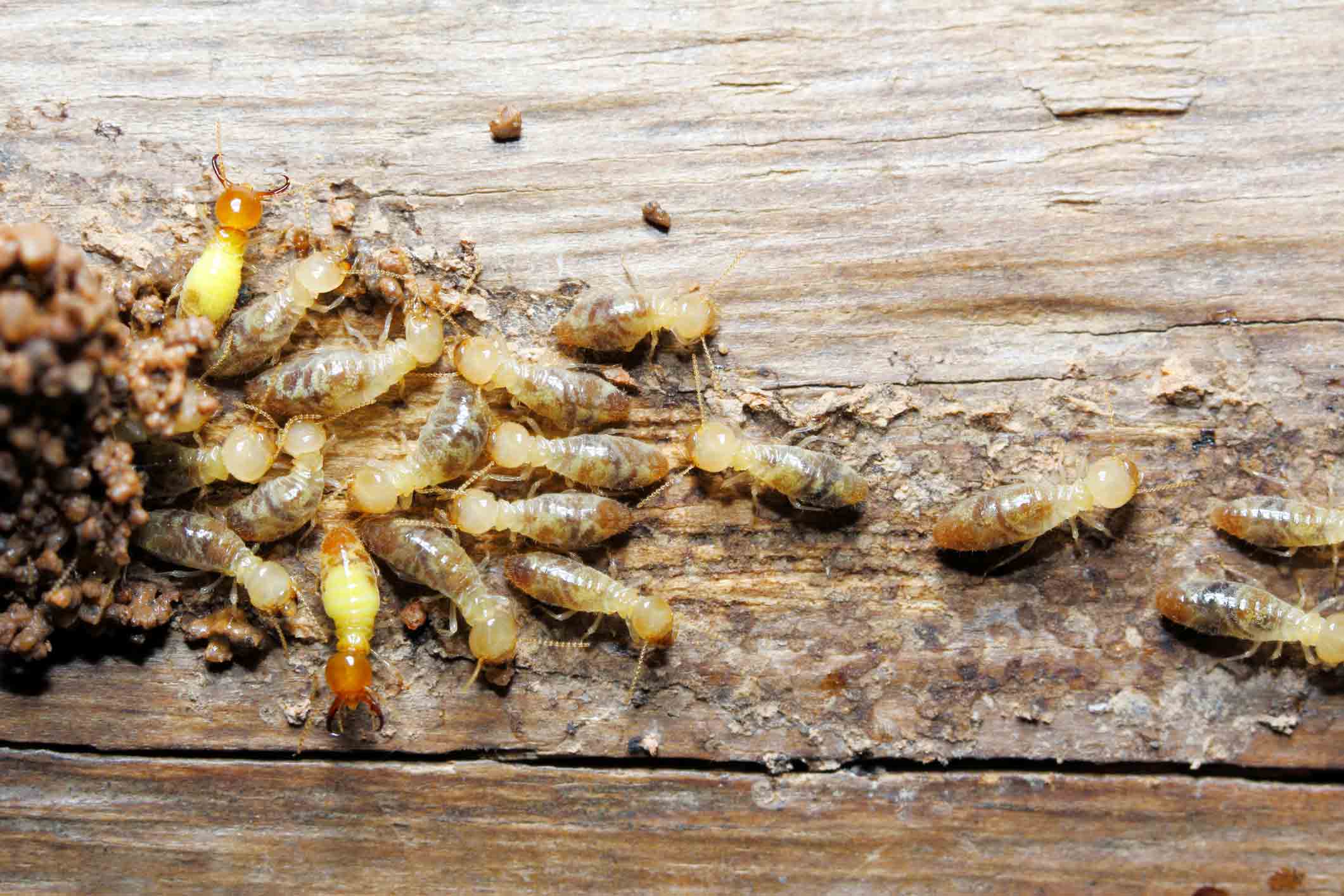 termites eating wood on side of outside building