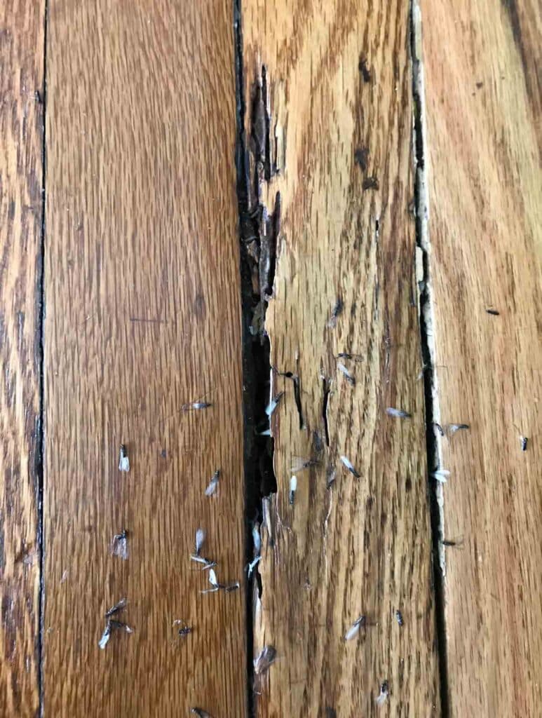 termites-in-paneling