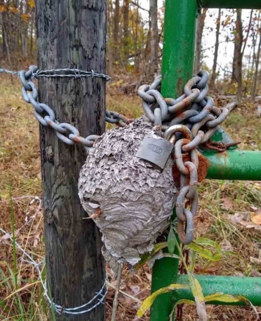 wasp-nest-on-gate