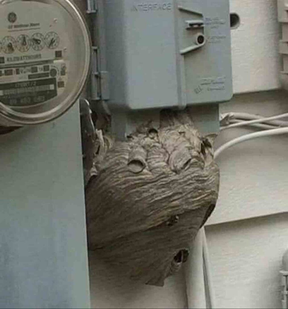 wasp-nest-on-power