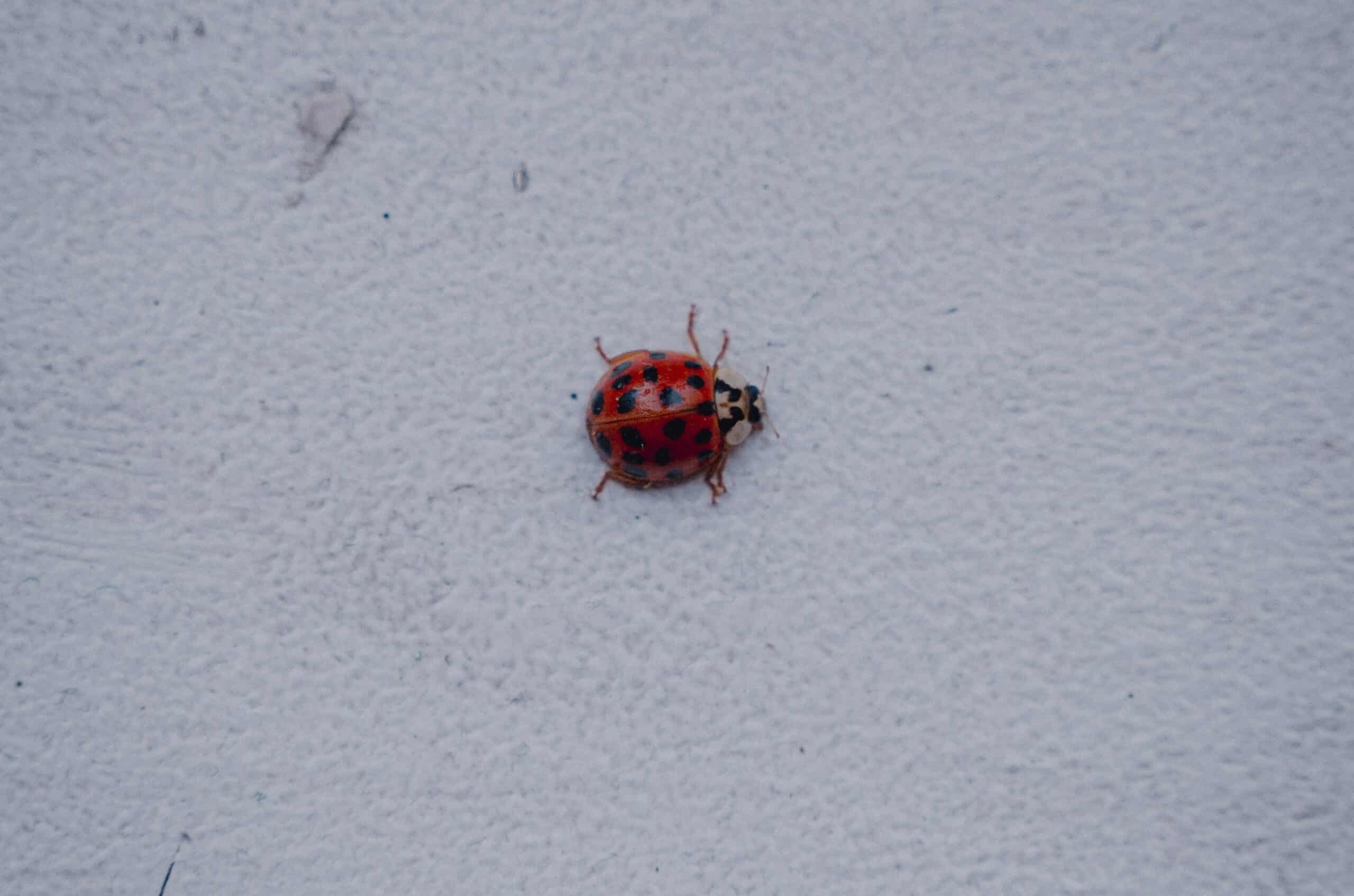 what insects invade homes in winter in north georgia