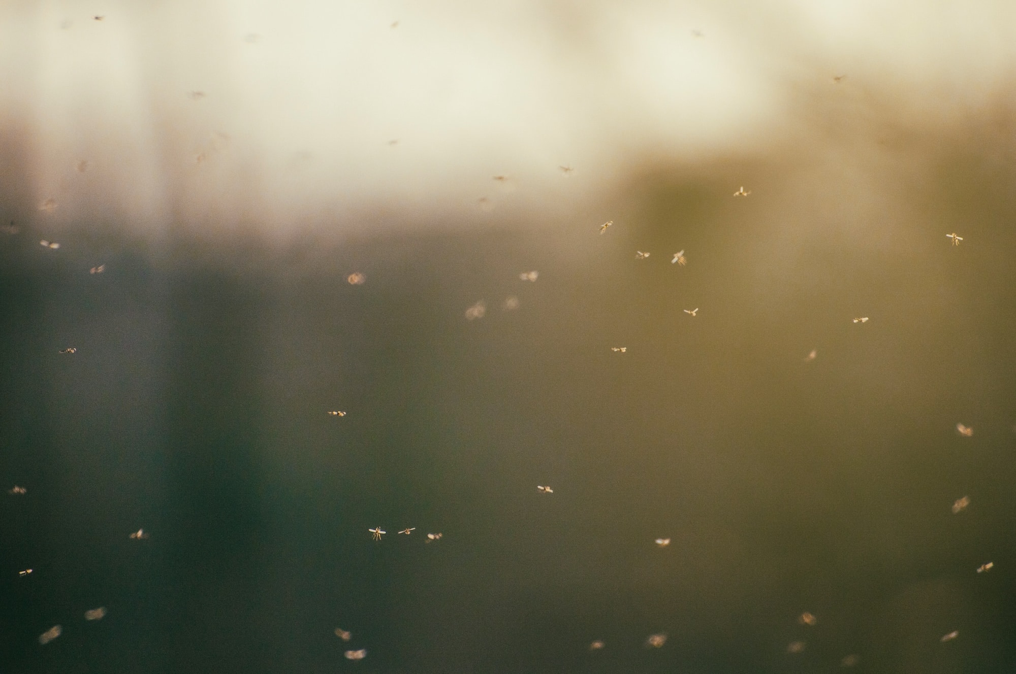 spring pests