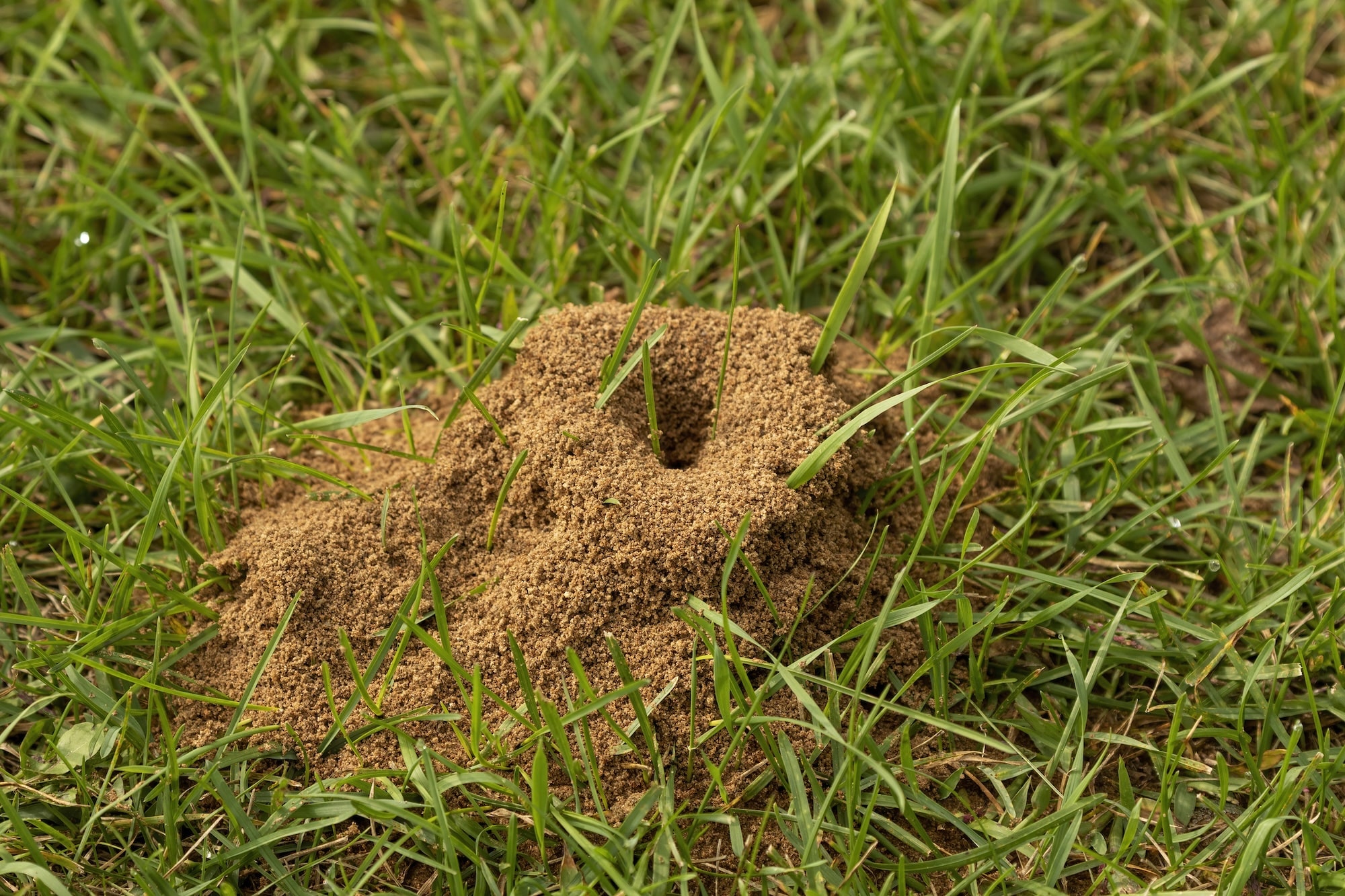 ant hill