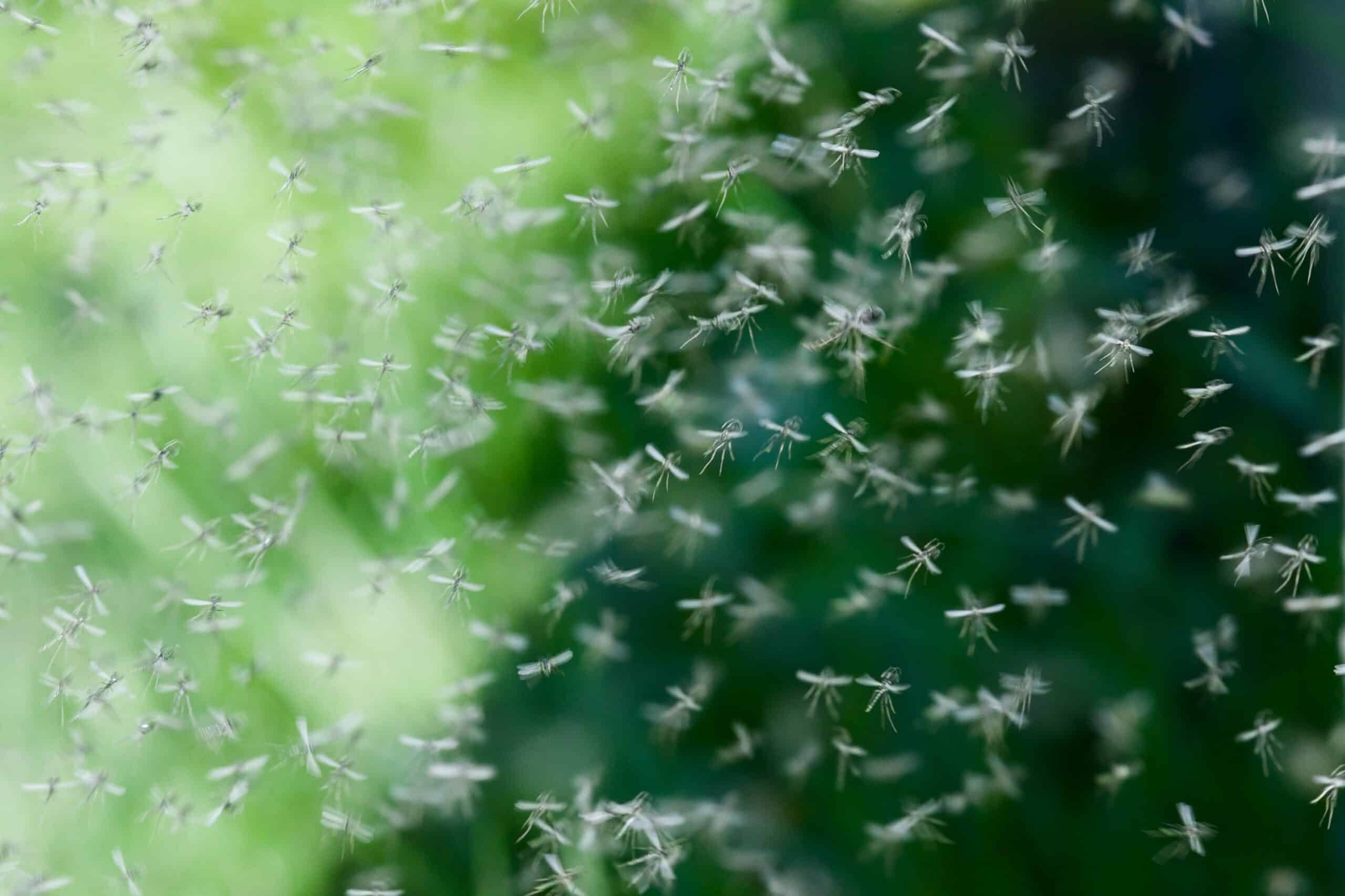 mosquito season in georgia